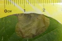 Antispila metallella