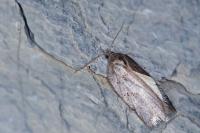 Acleris hastiana