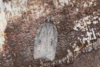 Acleris roscidana