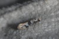 Infurcitinea atrifasciella