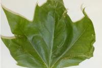 Phyllonorycter platani
