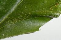 Phyllonorycter platani