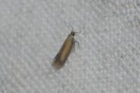 Coptotriche marginea