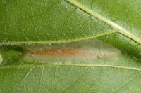 Phyllonorycter platani