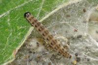 Yponomeuta malinellus