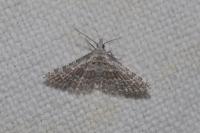 Alucita grammodactyla/palodactyla