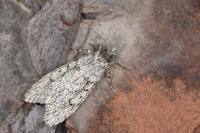 Diurnea fagella