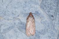 Depressaria olerella
