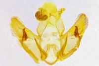 Depressaria olerella