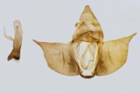 Diurnea fagella