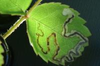 Stigmella anomalella