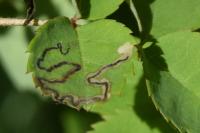 Stigmella anomalella