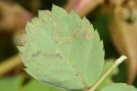 Stigmella anomalella