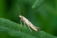 Epermenia aequidentella