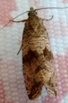 Celypha striana