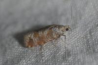 Rhyacionia