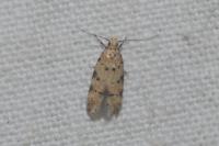 Pseudotelphusa occidentella