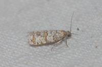 Isotrias stramentana