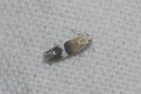 Aproaerema polychromella
