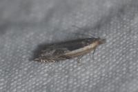 Ancylis apicella
