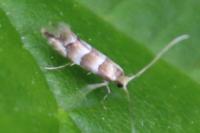 Phyllonorycter
