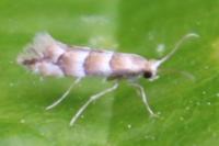 Phyllonorycter