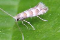 Phyllonorycter