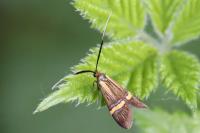 Nemophora degeerella
