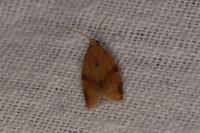 Clepsis consimilana