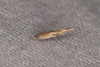 Cosmopterix lienigiella