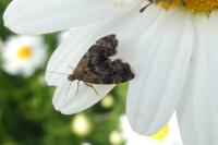 Anthophila fabriciana