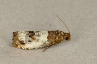 Notocelia rosaecolana