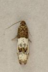 Notocelia rosaecolana