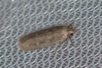 Platyedra subcinerea