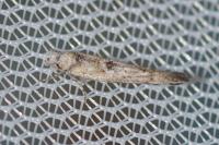 Zelleria oleastrella