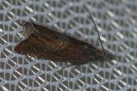 Dichrorampha acuminatana