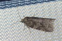 Cnephasia