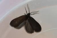 Psyche casta