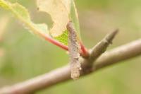 Coleophora adjectella