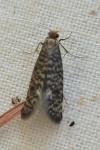 Nematopogon robertella