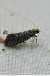 Nematopogon robertella