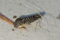 Nematopogon robertella