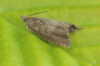 Dichrorampha