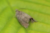 Dichrorampha