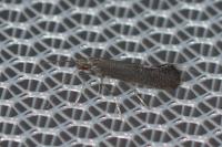 Tinagma ocnerostomella