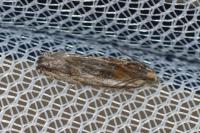 Eucosma