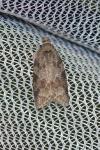 Cnephasia