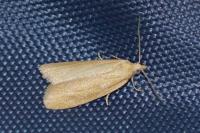 Cnephasia longana