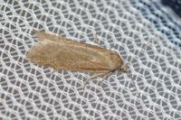 Cnephasia longana