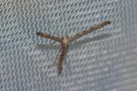 Agdistis